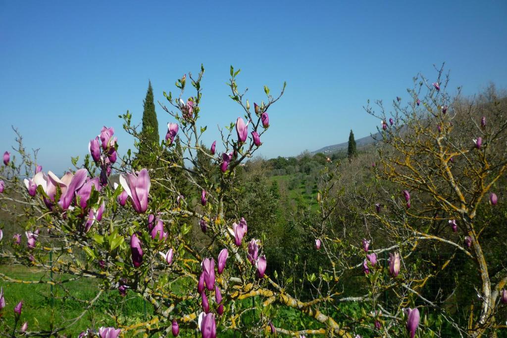 Casa Giulia Villa เรกเจลโล ภายนอก รูปภาพ